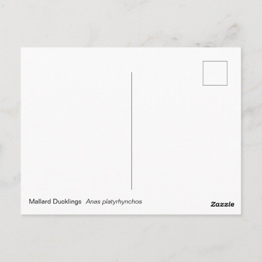 Mallard Ducklings Briefkaart (Achterkant)