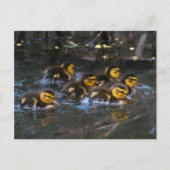 Mallard Ducklings Briefkaart (Voorkant)