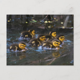 Mallard Ducklings Briefkaart