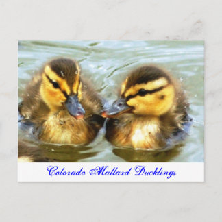 Mallard Ducklings Briefkaart