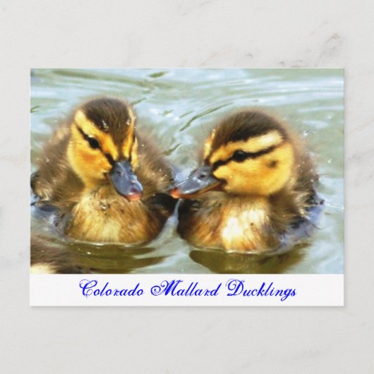 Mallard Ducklings Briefkaart (Voorkant)