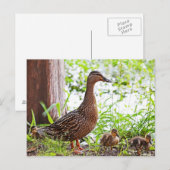 Mallard & Ducklings by Shirley Taylor Briefkaart (Voorkant / Achterkant)