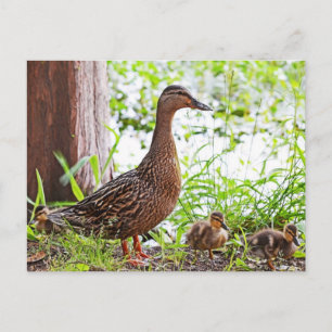 Mallard & Ducklings by Shirley Taylor Briefkaart