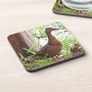 Mallard & Ducklings by Shirley Taylor Drankjes Onderzetter