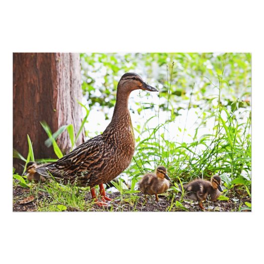Mallard & Ducklings by Shirley Taylor Foto Afdruk (Voorkant)