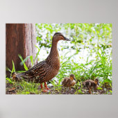 Mallard & Ducklings by Shirley Taylor Poster (Voorkant)