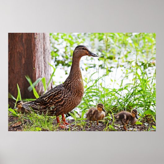 Mallard & Ducklings by Shirley Taylor Poster (Voorkant)