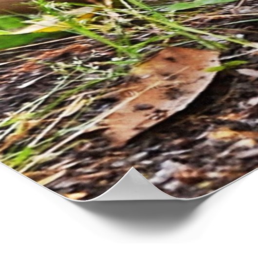 Mallard & Ducklings by Shirley Taylor Poster (Hoek)