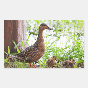 Mallard & Ducklings by Shirley Taylor Rechthoekige Sticker