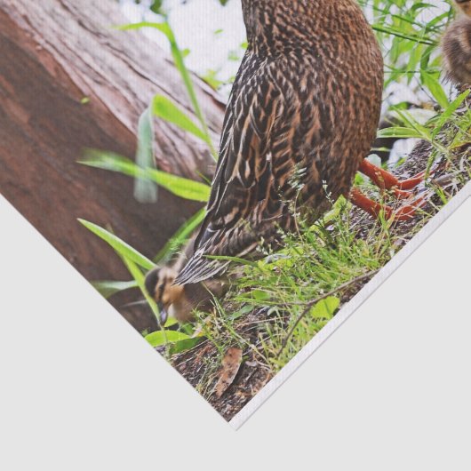 Mallard & Ducklings by Shirley Taylor Tissuepapier (Detail)