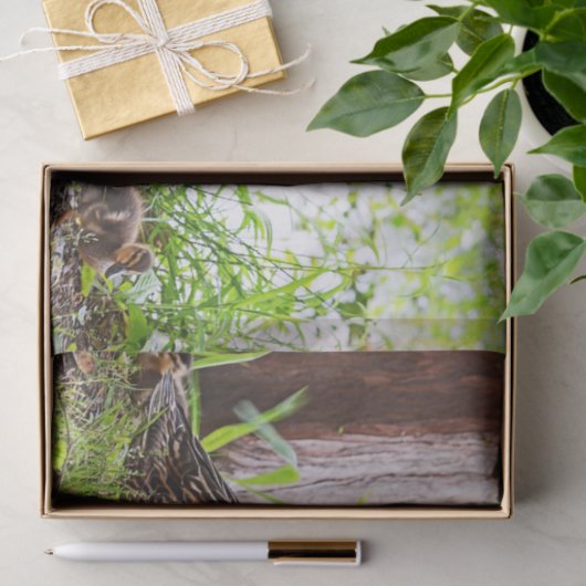 Mallard & Ducklings by Shirley Taylor Tissuepapier (Geschenk)