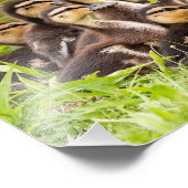 Mallard Ducklings Foto Afdruk (Hoek)