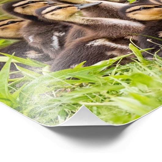 Mallard Ducklings Foto Afdruk (Hoek)