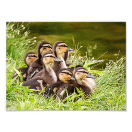 Mallard Ducklings Foto Afdruk