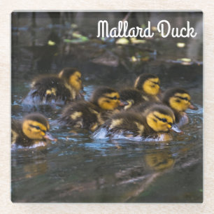 Mallard Ducklings Glazen Onderzetter