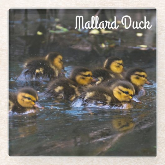 Mallard Ducklings Glazen Onderzetter (Voorkant)