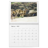 Mallard Ducklings Kalender (Feb 2027)