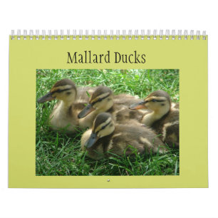 Mallard Ducklings Kalender