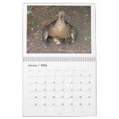 Mallard Ducklings Kalender (Jan 2026)
