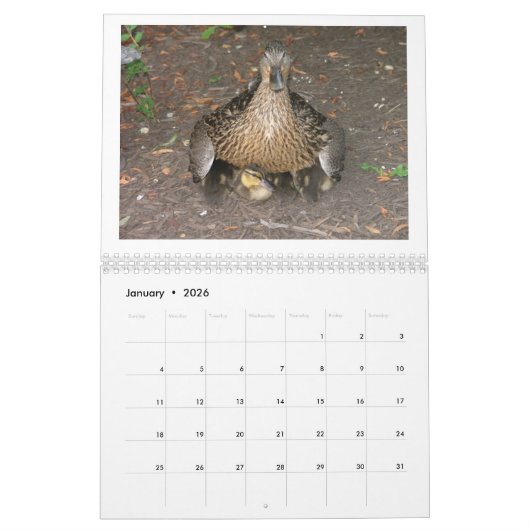 Mallard Ducklings Kalender (Jan 2026)