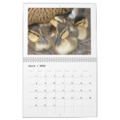 Mallard Ducklings Kalender (Mar 2026)