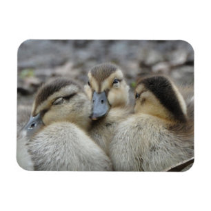 Mallard Ducklings Snuggling! Magneet