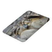 Mallard Ducklings Snuggling! Magneet (Linkerzijde)