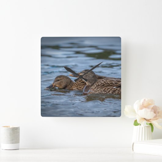 Mallard Ducklings Vierkante Klok (Huis)