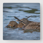 Mallard Ducklings Vierkante Klok (Voorkant)