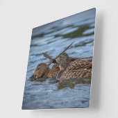 Mallard Ducklings Vierkante Klok (Hoek)