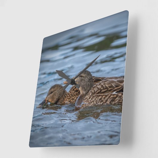 Mallard Ducklings Vierkante Klok (Hoek)
