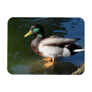 Mallard DuckPhoto Magnet Magneet