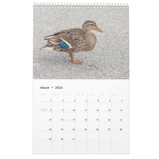 Mallard Ducks 2026 Kalender (Mar 2026)