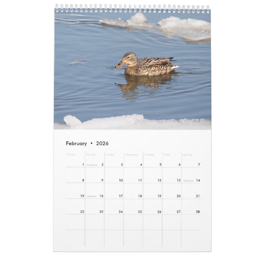 Mallard Ducks 2026 Kalender (Feb 2026)