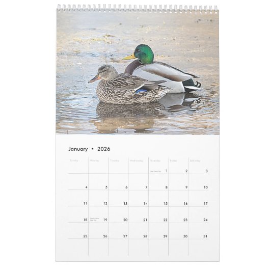 Mallard Ducks 2026 Kalender (Jan 2026)