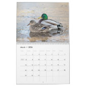 Mallard Ducks 2026 Kalender (Mar 2026)