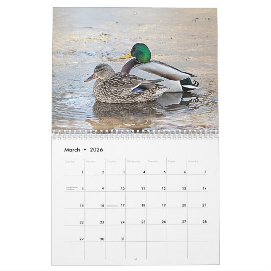 Mallard Ducks 2026 Kalender (Mar 2026)