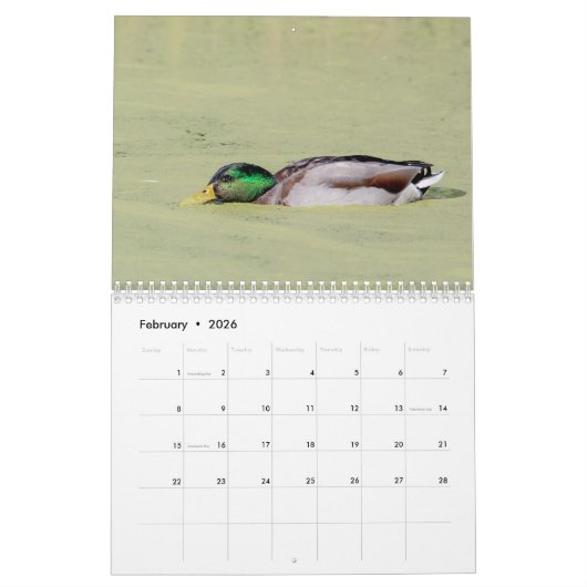 Mallard Ducks 2026 Kalender (Feb 2026)