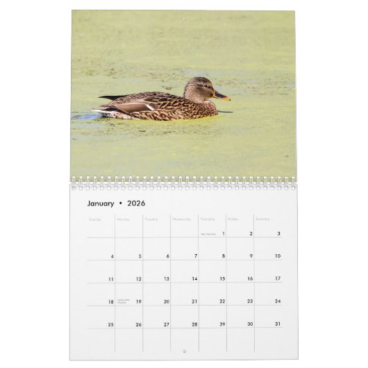 Mallard Ducks 2026 Kalender (Jan 2026)