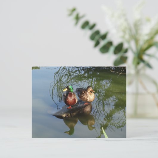 Mallard Ducks #2 Briefkaart (Staand voorkant)