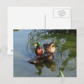 Mallard Ducks #2 Briefkaart (Voorkant / Achterkant)