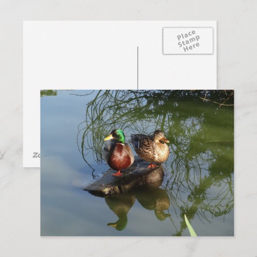 Mallard Ducks #2 Briefkaart (Voorkant / Achterkant)