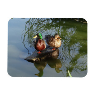 Mallard Ducks #2 Foto Magnet Magneet