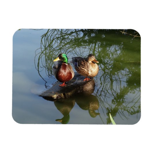 Mallard Ducks #2 Foto Magnet Magneet (Horizontaal)