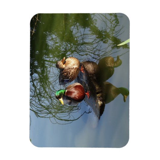 Mallard Ducks #2 Foto Magnet Magneet (Verticaal)