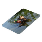 Mallard Ducks #2 Foto Magnet Magneet (Linkerzijde)