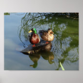 Mallard Ducks #2 Poster (Voorkant)