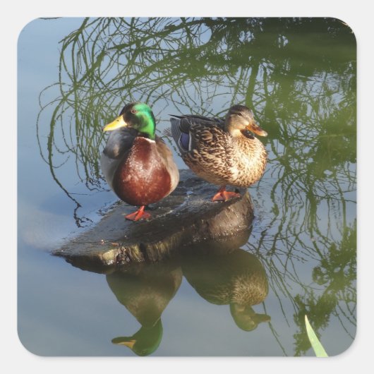 Mallard Ducks #2 Sticker (Voorkant)