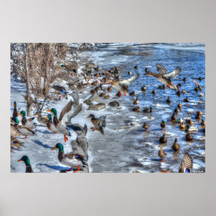 Mallard Ducks and Drakes Wildlife Foto aanlanden Poster