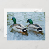 Mallard Ducks Briefkaart (Voorkant / Achterkant)
